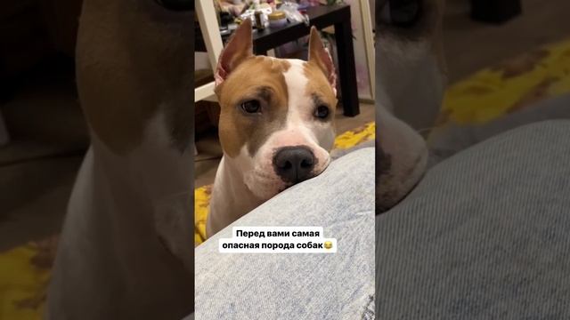 Самая опасная собака #amstaff #staff #shorts #shortvideo #pitbull