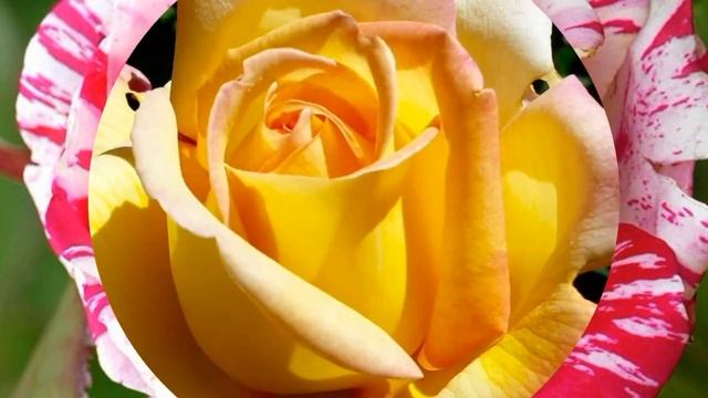 Что может быть прекрасней роз..Под звуки музыки чудесной.. смотреть онлайн