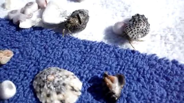 Египет ракообразные смотреть онлайн