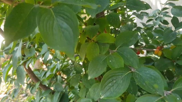 Кизил, 2 сорта. 2020 смотреть онлайн