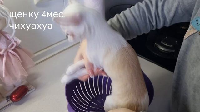 Взвешиваем чихуахуа в 4 мес. Мини чихуа или стандарт смотреть онлайн