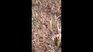 Колос на половину белый или сухой, пустоколосица пшеницы, в чем причина (июль 2021 г.)