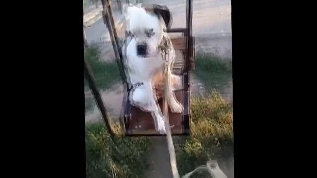 Боксер по кличке Аська на качелях смотреть онлайн