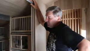Спортивные голуби Анатолия Вебера. Минск 2017.