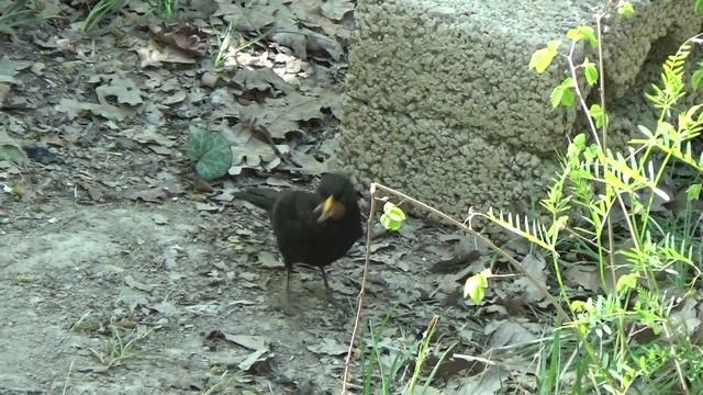 Чёрный дрозд. Самец. смотреть онлайн