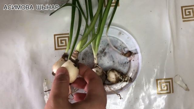 Ерекше ЗИФЕРАНТЕС ГҮЛІ. Күтімі мен ерекшелігі,отырғызу❗️❗️❗️ смотреть онлайн