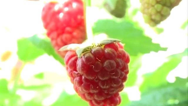 Как выращивать малину?