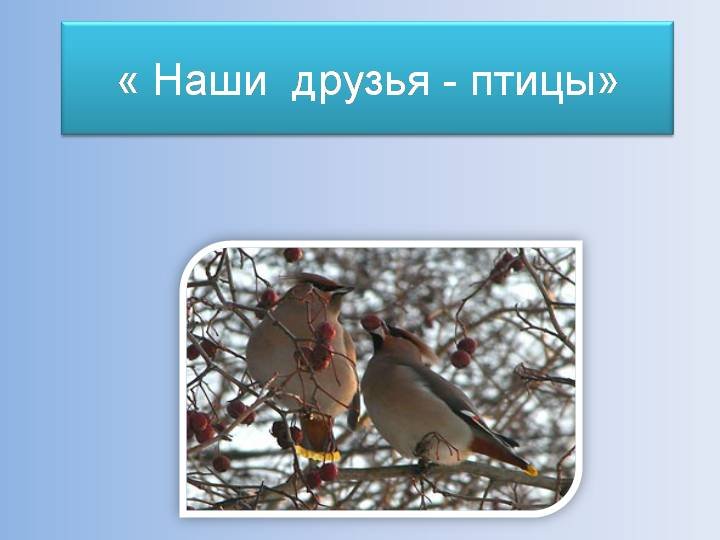 Проект для 2 класса птицы наши друзья