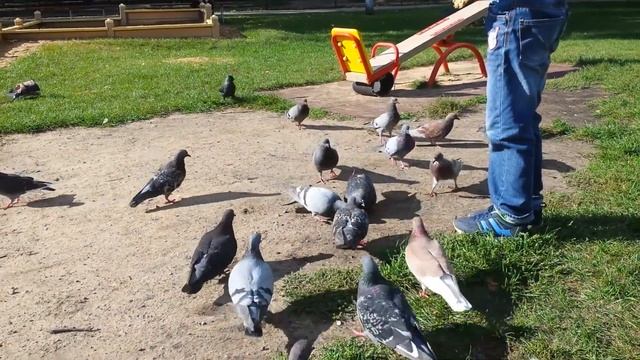 Кормление голубей (Даугавпилс, сквер Славы, 10.09.2015) смотреть онлайн