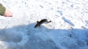 Рыбалка в Забайкалье: улов есть!