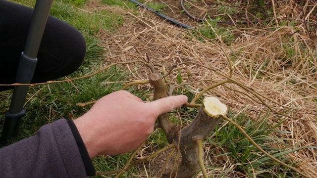 Hard pruning an European hornbeam (Carpinus betulus) pre bonsai смотреть онлайн