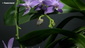 Орхидея Doritaenopsis Purple Martin var. blue