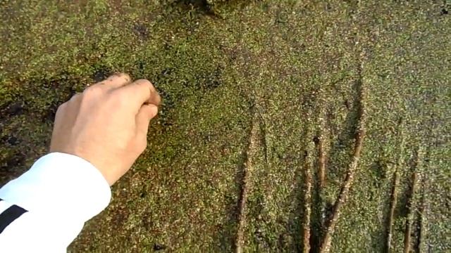 На волю свою черепашку 11.10.2020 г смотреть онлайн