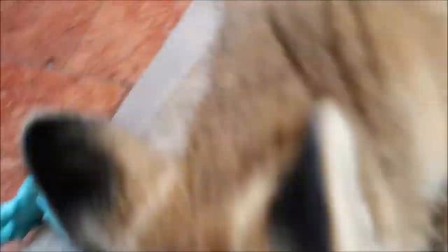 Милая лисичка Фокси Фокс играет с хозяйкой/Cute fox Foxy Fox plays with her mistress