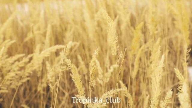Белый шум поможет уснуть вашему малышу. Защитит от нежелательных шумов.