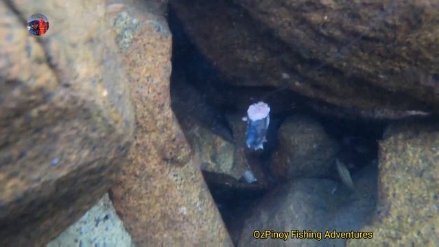 How fish react, attacks and eat your bait смотреть онлайн