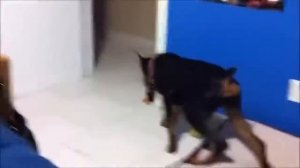 Самое_смешное_видео_во_вселенной