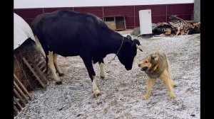 МОИ ДЕРЕВЕНСКИЕ ПИТОМЦЫ РАДУЮТСЯ ЖИЗНИ