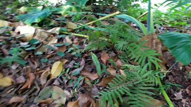 BERBURU TANAMAN HIAS..BLACK COLOCASIA ESCULENTA. смотреть онлайн