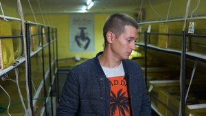 Итоги года по выращиванию и содержанию Австралийского рака! Пруды.