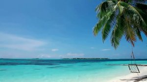 ФОН море ПАЛЬМЫ на сайт