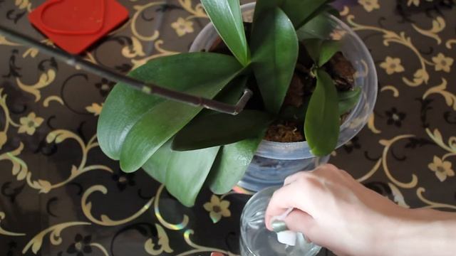 Как себя чувствуют орхидеи из групповой посадки спустя две недели / Уход за орхидеями после посадки смотреть онлайн