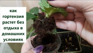 Как крупнолистная гортензия растет без отдыха в домашних условиях.