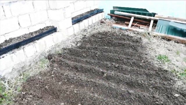 Göyərti, Keşniş, Şüyüd, Reyhan, Turp və Pomidor şitilləri əkmək. Göyərti toxumlarının əkilməsi. GKİ смотреть онлайн