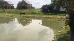 Африканский сом - онлайн