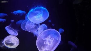 Aquarium 4K VIDEO (ULTRA HD) - The Best 4K Aquarium for Relaxation ? Relaxing Oceanscapes