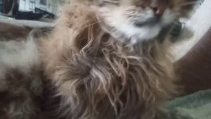 Моему коту 21 год он умирает от старости и я сним. https://youtu.be/Ri4UPNdghIA