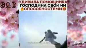 легенда о чу цяо