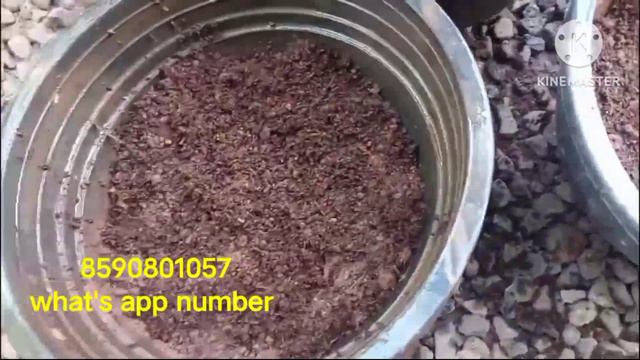 100 Petunia seeds||how to propagate Petunia seeds online||sale vedio смотреть онлайн