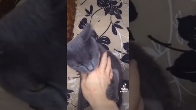 Кошки приколы.Видео тик ток.Смешные животные.