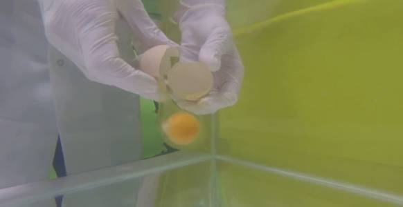 SHOCK!!! A chicken egg was opened under water. Nobody expected this