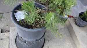 делаем заготовку ниваки из можжевельник мен джулиб .часть 2