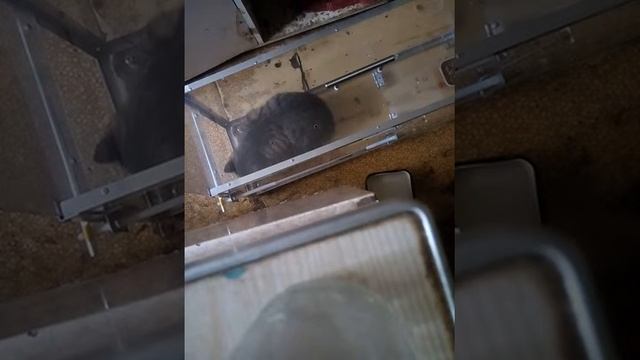 Ловим дикого котенка на котоловку смотреть онлайн