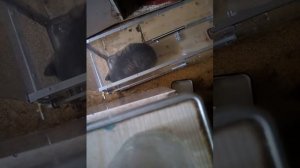 Ловим дикого котенка на котоловку