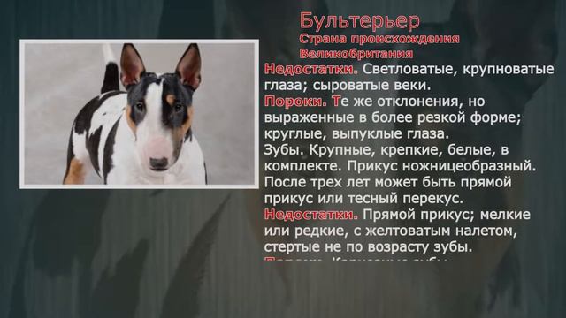 Стандарты пород Бультерьер смотреть онлайн