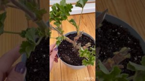 Укореняю сортовую пеларгонию ТА Марсель??? #flowers #пеларгония #лето2023