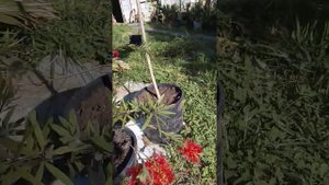 саженцы калистемоны на штамбе