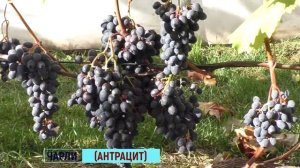 Виноград для открытого грунта . Каждый год с урожаем . Сорт -Чарли( Антрацит) .Урожай 2022г.