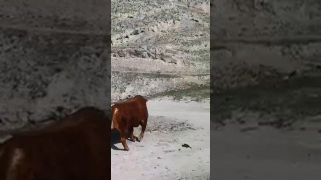 самый мощный чистокровный бык лимузин смотреть онлайн