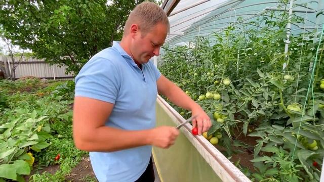 Урожайные томаты: гибрид Солероссо смотреть онлайн