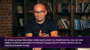 Тип Кольчатые черви. Биология 7 класс. Классы пиявки, много-, малощетинковые Дождевые черви. ЕГЭ