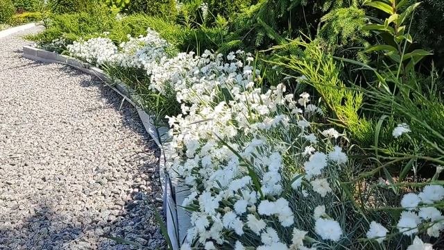 Цветущий вечнозеленый бордюр: Садовая гвоздика | Цветы в саду