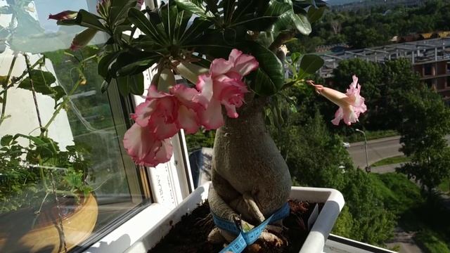 Adenium Luscious Spark (Адениум тучный. Сорт "Восхитительная вспышка") смотреть онлайн