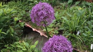 Лук Глоубмастер