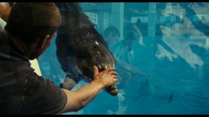 Фильм "История дельфина" | Смотреть бесплатно онлайн новый русский дублированный трейлер | 2011 HD