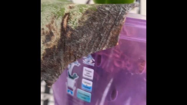 Новое /повторное/ нашествие клеща на мои орхи 🧐 смотреть онлайн